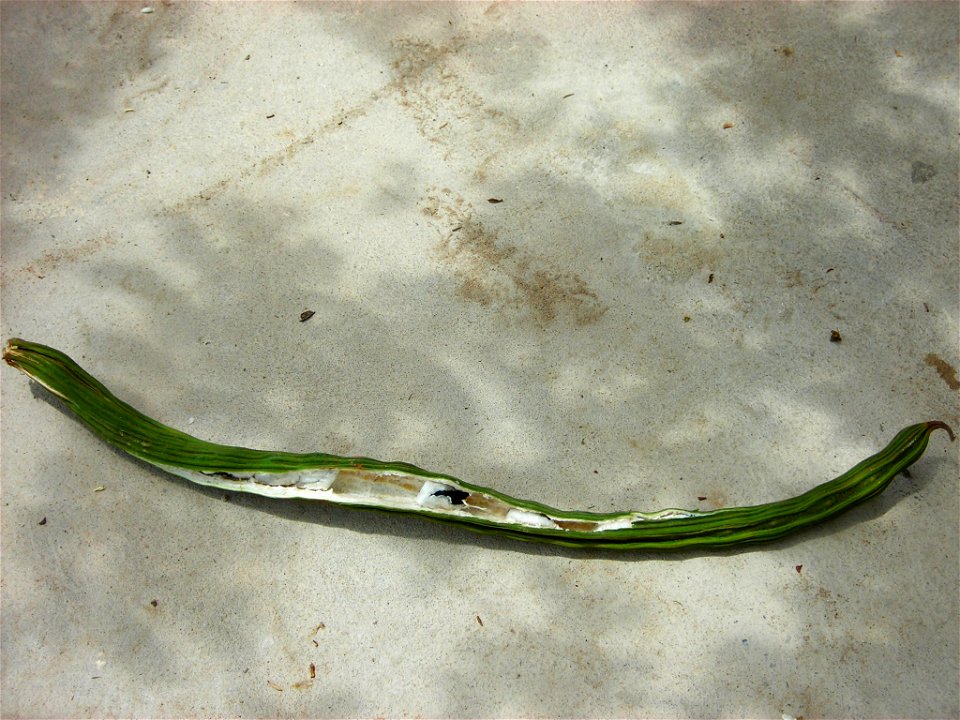 Ingá-cipó, Inga edulis