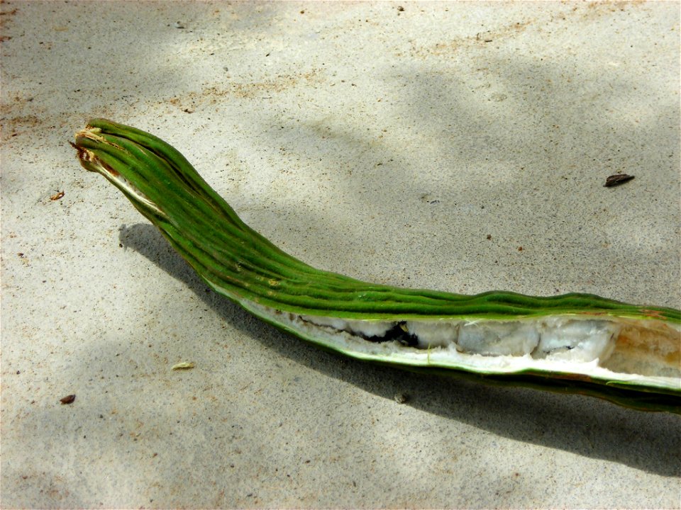 Ingá, -cipó, Inga edulis