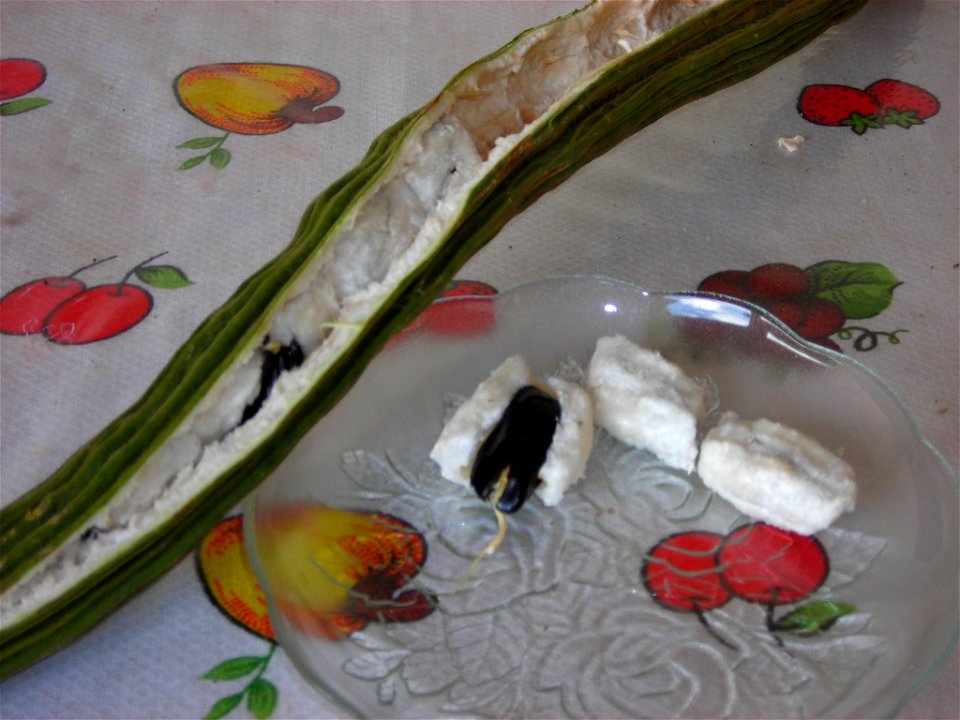 Ingá-cipó, Inga edulis