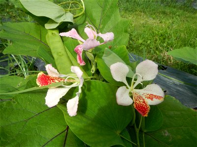 Bauhinia Close-ups of Bauhinia flowers Bauhinia malabarica Alibangbang Alambangbang Bauhinia malabarica Roxb. Bauhinia rugulosa Miq. the butterfly orchid tree grows up to 6-10; Scientific names Bauhin