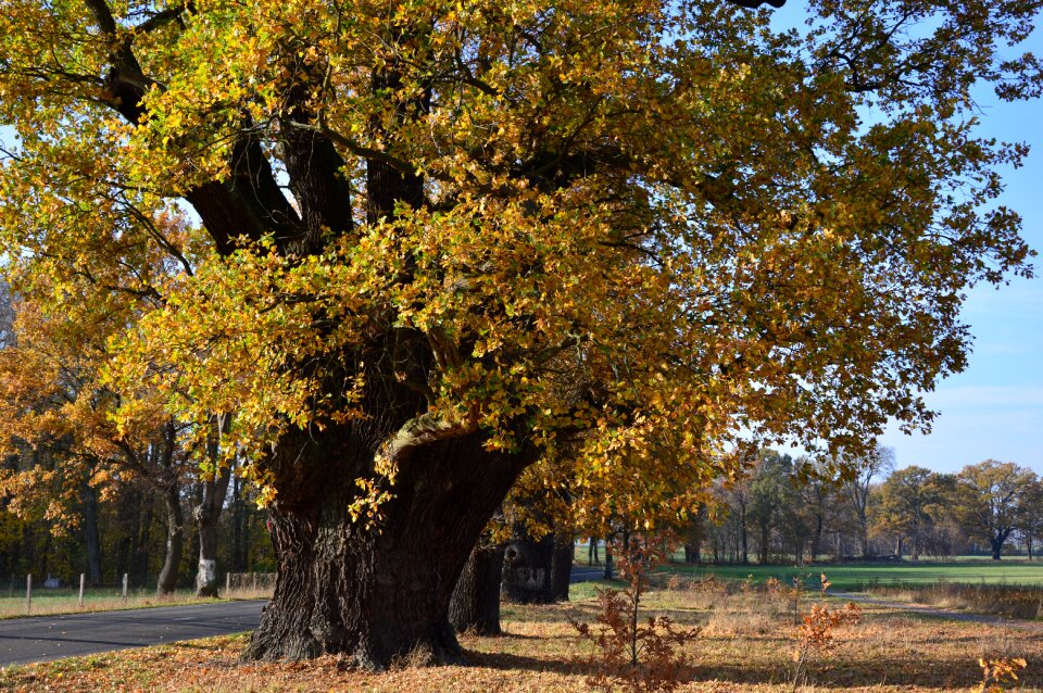 Old centuries all tree