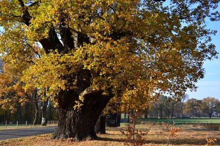 Old centuries all tree