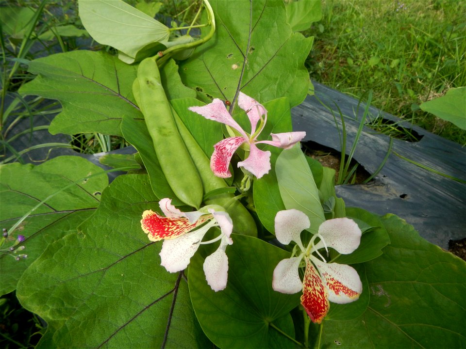 Bauhinia Close-ups of Bauhinia flowers Bauhinia malabarica Alibangbang Alambangbang Bauhinia malabarica Roxb. Bauhinia rugulosa Miq. the butterfly orchid tree grows up to 6-10; Scientific names Bauhin