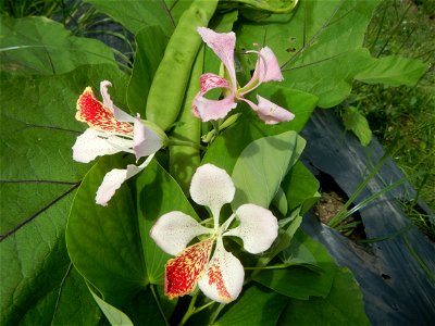 Bauhinia Close-ups of Bauhinia flowers Bauhinia malabarica Alibangbang Alambangbang Bauhinia malabarica Roxb. Bauhinia rugulosa Miq. the butterfly orchid tree grows up to 6-10; Scientific names Bauhin