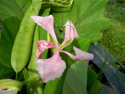Bauhinia Close-ups of Bauhinia flowers Bauhinia malabarica Alibangbang Alambangbang Bauhinia malabarica Roxb. Bauhinia rugulosa Miq. the butterfly orchid tree grows up to 6-10; Scientific names Bauhin