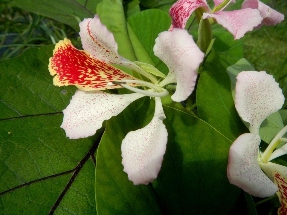 Bauhinia Close-ups of Bauhinia flowers Bauhinia malabarica Alibangbang Alambangbang Bauhinia malabarica Roxb. Bauhinia rugulosa Miq. the butterfly orchid tree grows up to 6-10; Scientific names Bauhin