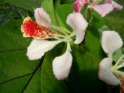Bauhinia Close-ups of Bauhinia flowers Bauhinia malabarica Alibangbang Alambangbang Bauhinia malabarica Roxb. Bauhinia rugulosa Miq. the butterfly orchid tree grows up to 6-10; Scientific names Bauhin