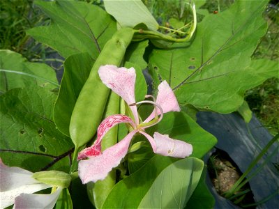 Bauhinia Close-ups of Bauhinia flowers Bauhinia malabarica Alibangbang Alambangbang Bauhinia malabarica Roxb. Bauhinia rugulosa Miq. the butterfly orchid tree grows up to 6-10; Scientific names Bauhin