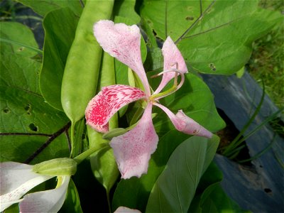 Bauhinia Close-ups of Bauhinia flowers Bauhinia malabarica Alibangbang Alambangbang Bauhinia malabarica Roxb. Bauhinia rugulosa Miq. the butterfly orchid tree grows up to 6-10; Scientific names Bauhin