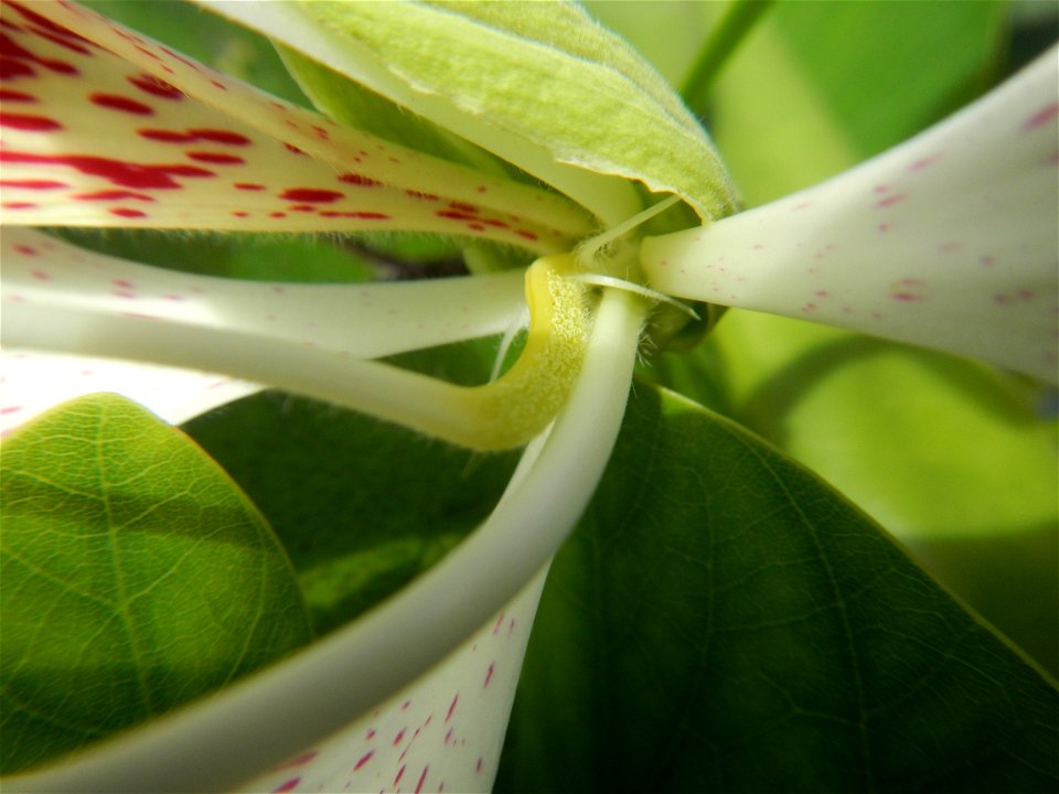 Bauhinia Close-ups of Bauhinia flowers Bauhinia malabarica Alibangbang Alambangbang Bauhinia malabarica Roxb. Bauhinia rugulosa Miq. the butterfly orchid tree grows up to 6-10; Scientific names Bauhin