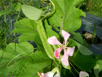 Bauhinia Close-ups of Bauhinia flowers Bauhinia malabarica Alibangbang Alambangbang Bauhinia malabarica Roxb. Bauhinia rugulosa Miq. the butterfly orchid tree grows up to 6-10; Scientific names Bauhin