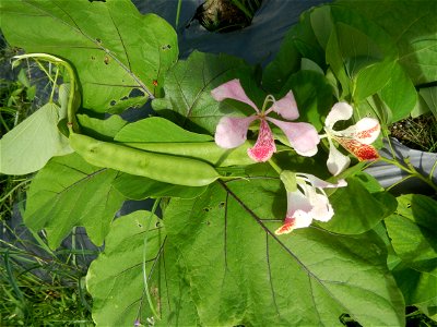 Bauhinia Close-ups of Bauhinia flowers Bauhinia malabarica Alibangbang Alambangbang Bauhinia malabarica Roxb. Bauhinia rugulosa Miq. the butterfly orchid tree grows up to 6-10; Scientific names Bauhin