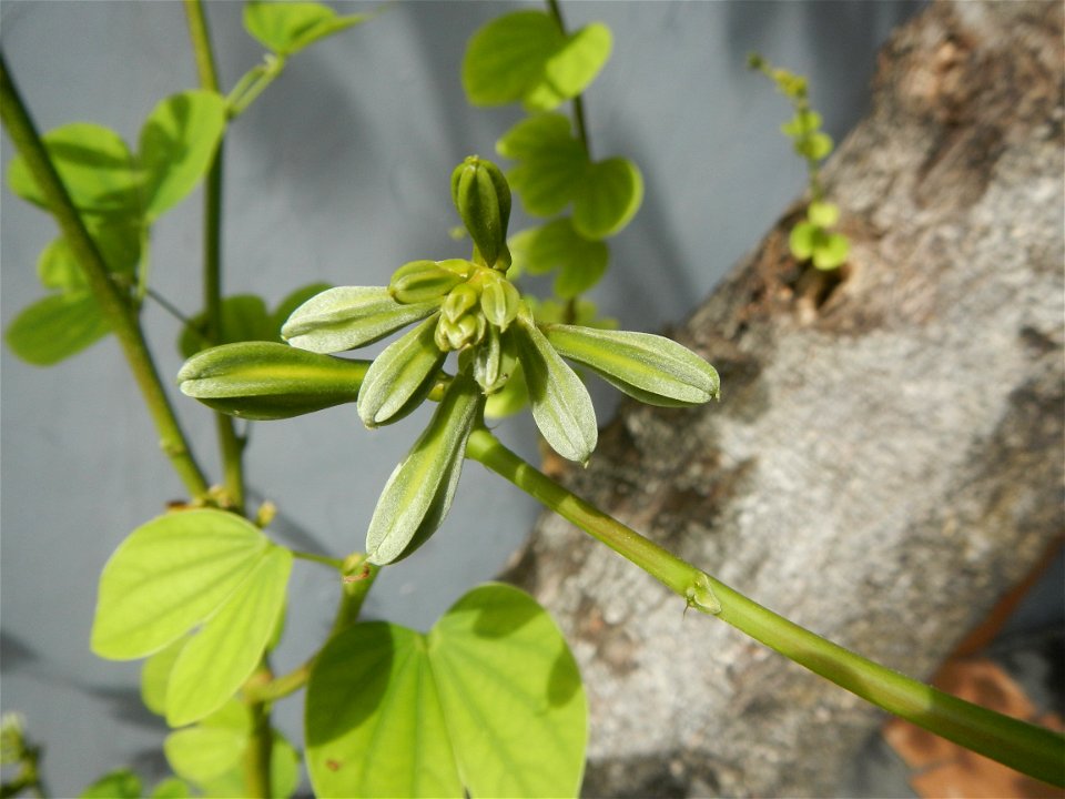 Bauhinia Close-ups of Bauhinia flowers Bauhinia malabarica Alibangbang Alambangbang Bauhinia malabarica Roxb. Bauhinia rugulosa Miq. the butterfly orchid tree grows up to 6-10; Scientific names Bauhin