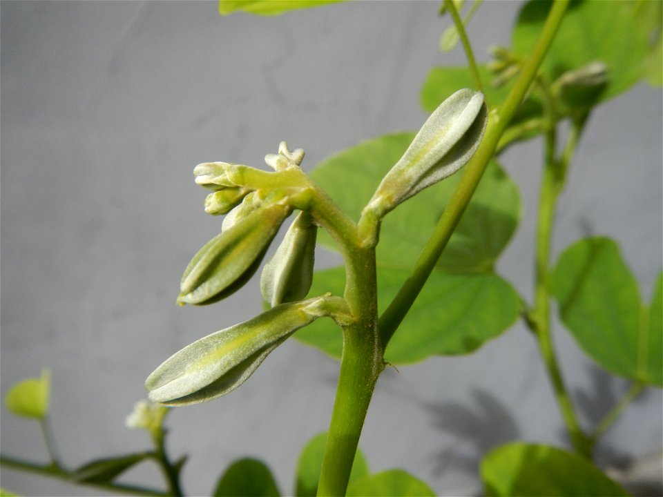 Bauhinia Close-ups of Bauhinia flowers Bauhinia malabarica Alibangbang Alambangbang Bauhinia malabarica Roxb. Bauhinia rugulosa Miq. the butterfly orchid tree grows up to 6-10; Scientific names Bauhin