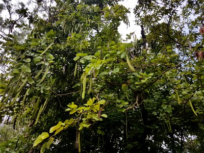Phanera purpurea tree (alibangbang) with fruits (Philippines)