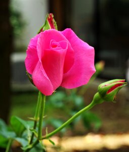 Flower rosa pink rose photo