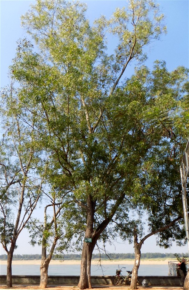 Acacia auriculiformis in Kratie, Cambodia