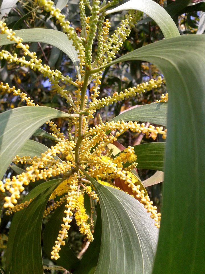 கத்திக் கருவேல் 
Botanical name - Acacia auriculiformis
Common name - Earpod wattle
Wood is good for making paper, furniture and tools. Useful in animal hide tanning. In India . Tree is used to make a
