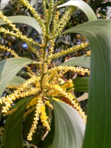 கத்திக் கருவேல் 
Botanical name - Acacia auriculiformis
Common name - Earpod wattle
Wood is good for making paper, furniture and tools. Useful in animal hide tanning. In India . Tree is used to make a