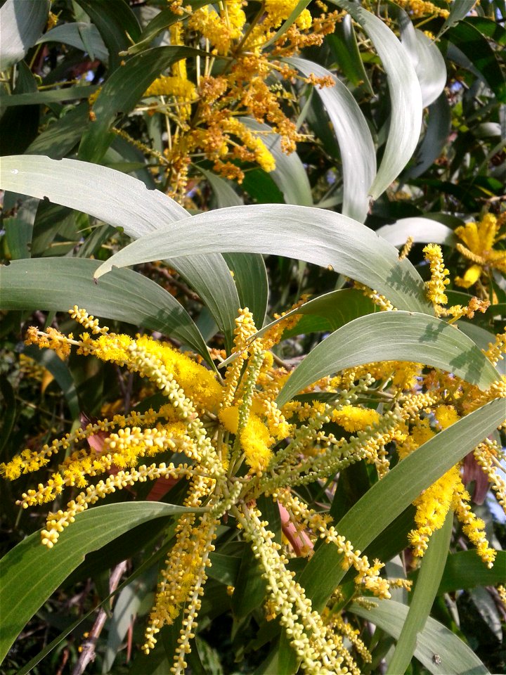 கத்திக் கருவேல் 
Botanical name - Acacia auriculiformis
Common name - Earpod wattle
Wood is good for making paper, furniture and tools. Useful in animal hide tanning. In India . Tree is used to make a