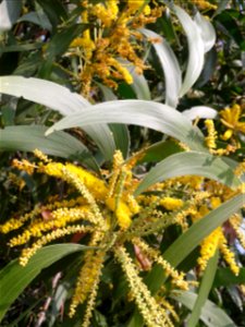 கத்திக் கருவேல் 
Botanical name - Acacia auriculiformis
Common name - Earpod wattle
Wood is good for making paper, furniture and tools. Useful in animal hide tanning. In India . Tree is used to make a