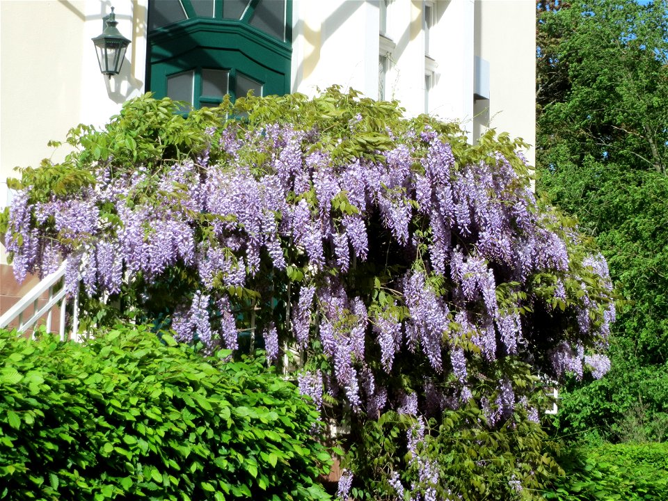 Japanischer Blauregen (Wisteria floribunda) an der Lessingstraße in Saarbrücken