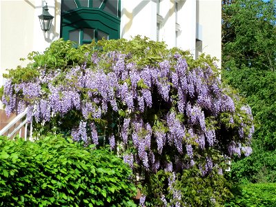 Japanischer Blauregen (Wisteria floribunda) an der Lessingstraße in Saarbrücken