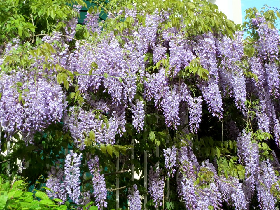 Japanischer Blauregen (Wisteria floribunda) an der Lessingstraße in Saarbrücken