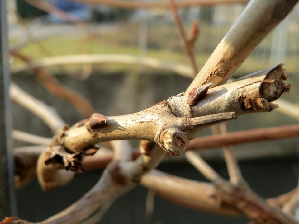 Japanischer Blauregen (Wisteria floribunda) am Kraichbach in Hockenheim