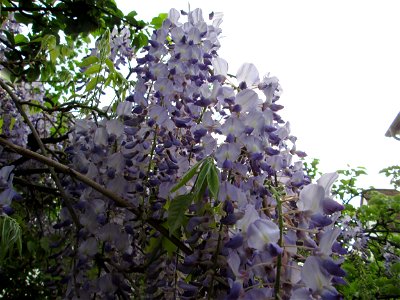 Ausgewilderter Japanischer Blauregen (Wisteria floribunda) an Obstbäumen in einem Garten in Hockenheim