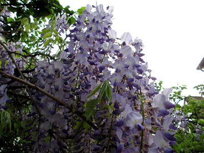 Ausgewilderter Japanischer Blauregen (Wisteria floribunda) an Obstbäumen in einem Garten in Hockenheim photo