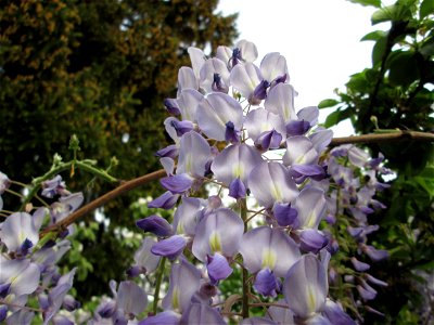 Ausgewilderter Japanischer Blauregen (Wisteria floribunda) an Obstbäumen in einem Garten in Hockenheim photo