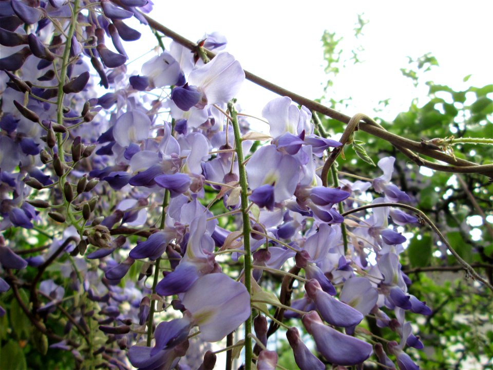 Ausgewilderter Japanischer Blauregen (Wisteria floribunda) an Obstbäumen in einem Garten in Hockenheim