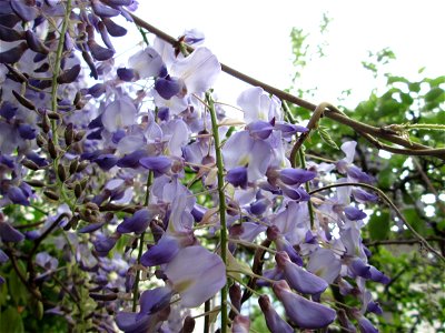 Ausgewilderter Japanischer Blauregen (Wisteria floribunda) an Obstbäumen in einem Garten in Hockenheim