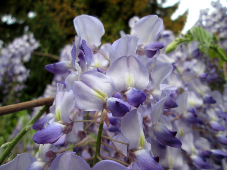 Ausgewilderter Japanischer Blauregen (Wisteria floribunda) an Obstbäumen in einem Garten in Hockenheim