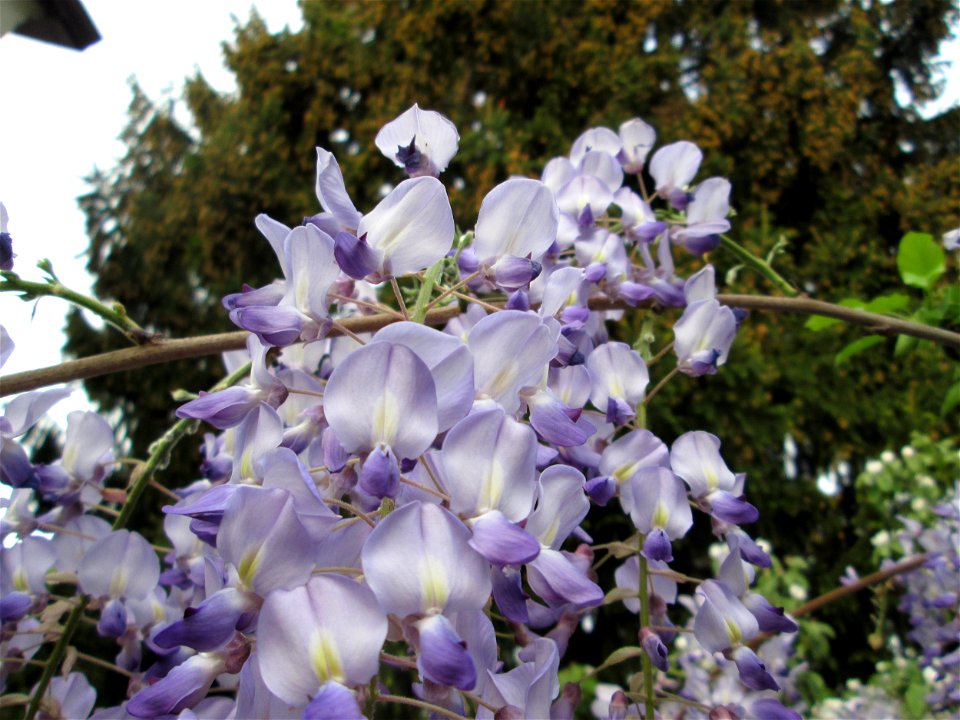 Ausgewilderter Japanischer Blauregen (Wisteria floribunda) an Obstbäumen in einem Garten in Hockenheim