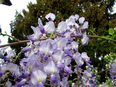 Ausgewilderter Japanischer Blauregen (Wisteria floribunda) an Obstbäumen in einem Garten in Hockenheim
