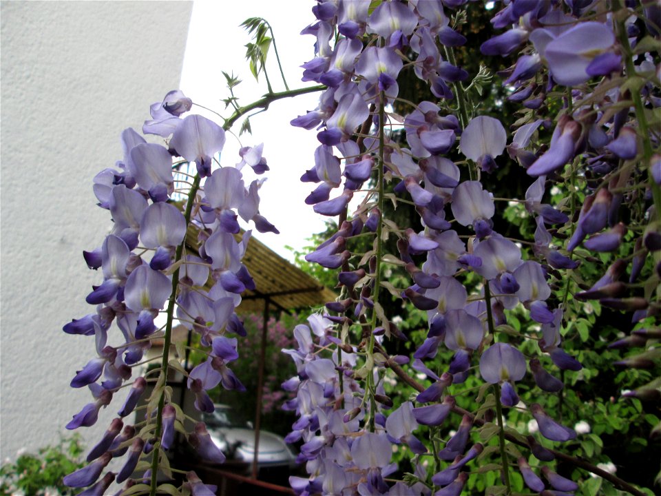 Ausgewilderter Japanischer Blauregen (Wisteria floribunda) an Obstbäumen in einem Garten in Hockenheim