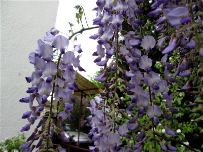 Ausgewilderter Japanischer Blauregen (Wisteria floribunda) an Obstbäumen in einem Garten in Hockenheim photo