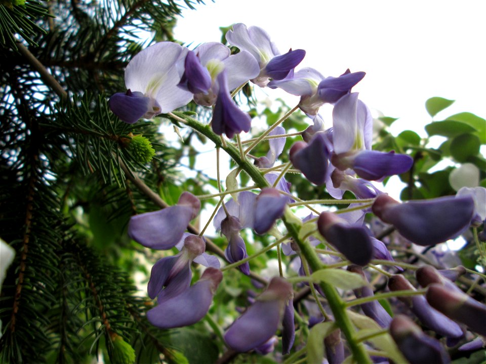 Ausgewilderter Japanischer Blauregen (Wisteria floribunda) an Obstbäumen in einem Garten in Hockenheim