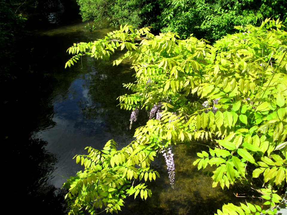 Ausgewilderter Japanischer Blauregen (Wisteria floribunda) unter einer Kraichbachbrücke in Hockenheim