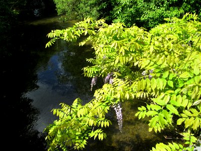 Ausgewilderter Japanischer Blauregen (Wisteria floribunda) unter einer Kraichbachbrücke in Hockenheim