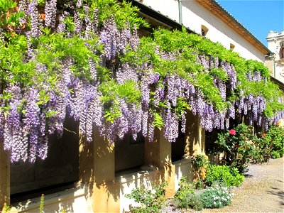 Wisteria in the yard of the church of the Lerins abbaye on Saint-Honorat island (Alpes-Maritimes, France). photo
