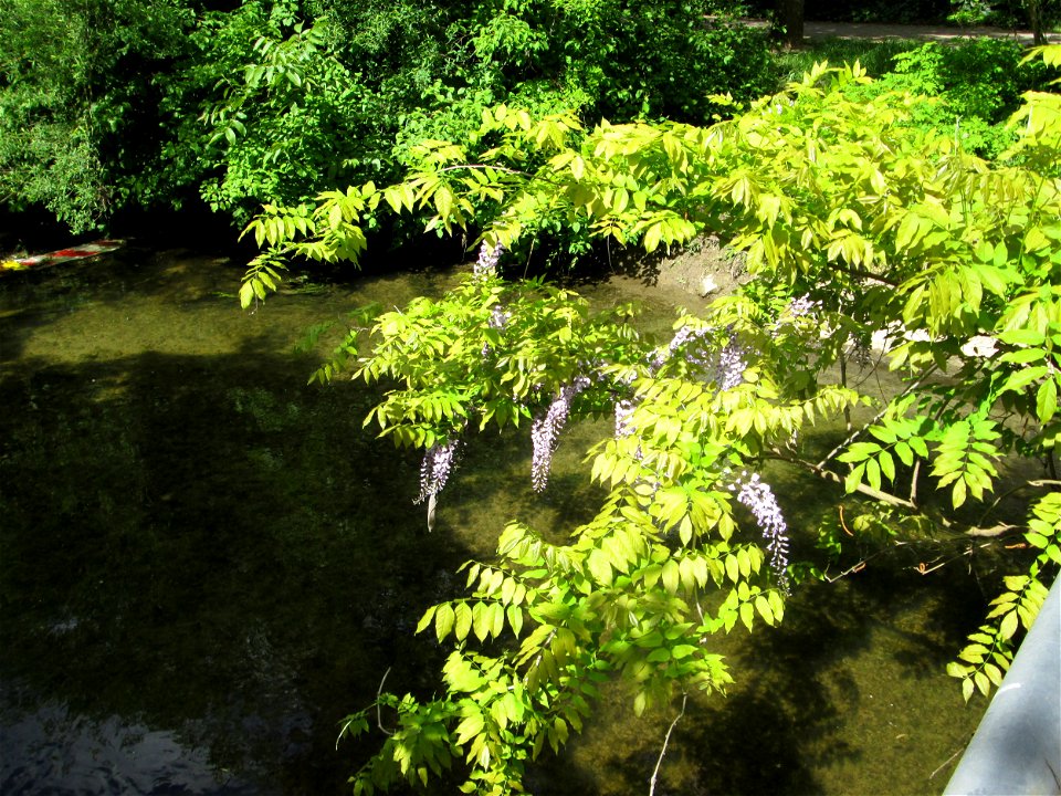 Ausgewilderter Japanischer Blauregen (Wisteria floribunda) unter einer Kraichbachbrücke in Hockenheim