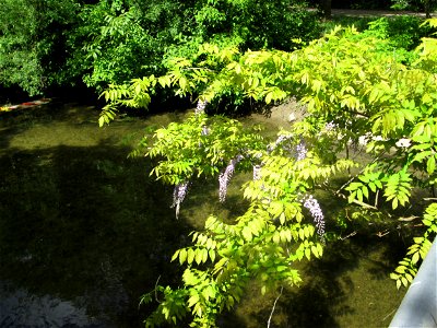 Ausgewilderter Japanischer Blauregen (Wisteria floribunda) unter einer Kraichbachbrücke in Hockenheim