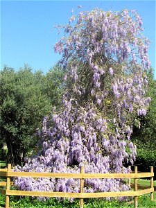 Wisteria in the olea trees garden in Roquebrune Cap-Martin (Alpes-Maritimes, France).
