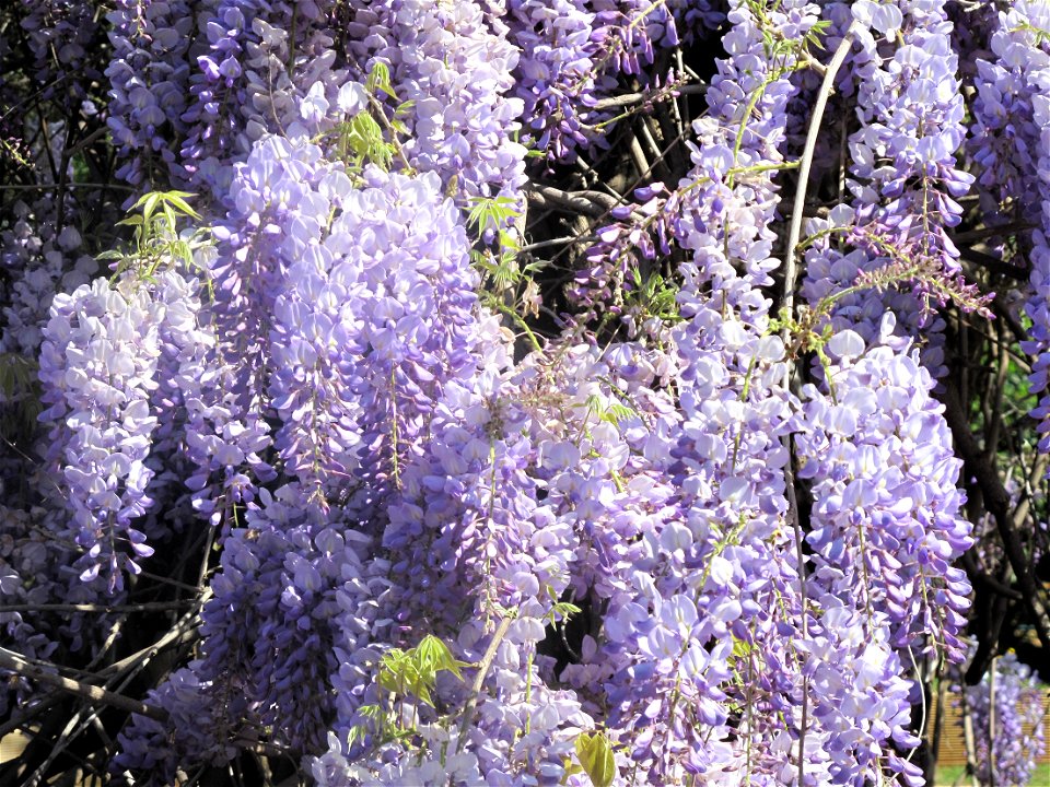 Wisteria in the olea trees garden in Roquebrune Cap-Martin (Alpes-Maritimes, France).