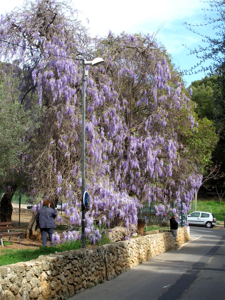 Wisteria in the olive park of Roquebrune-Cap-Martin (Alpes-Maritimes, France).