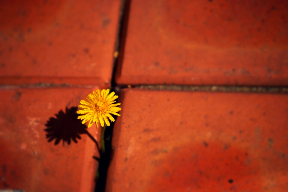 Plants nature brick