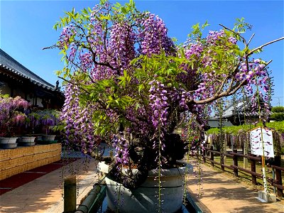 地福寺の藤 - 徳島県名西郡石井町石井 photo